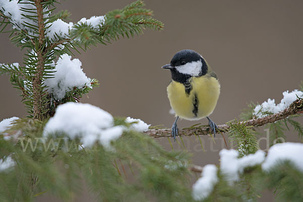 Kohlmeise (Parus major)