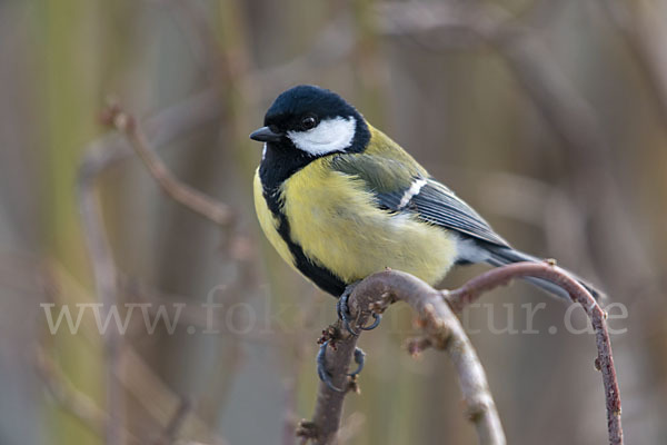 Kohlmeise (Parus major)