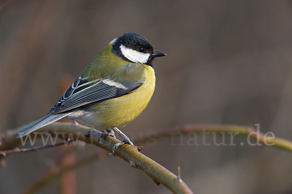 Kohlmeise (Parus major)