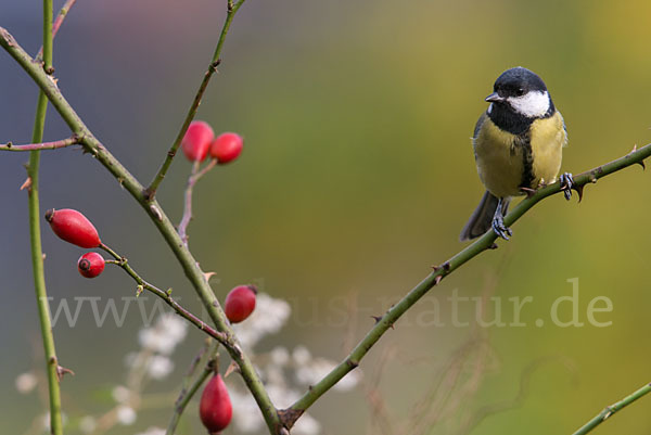 Kohlmeise (Parus major)