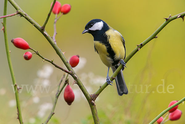 Kohlmeise (Parus major)