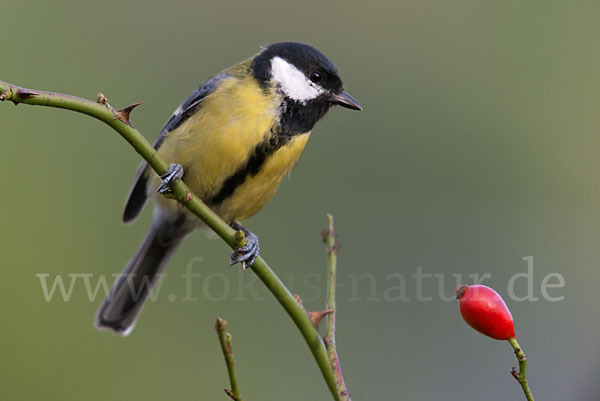 Kohlmeise (Parus major)