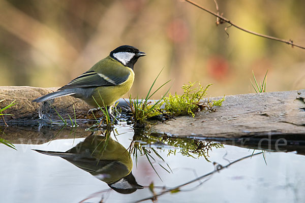 Kohlmeise (Parus major)