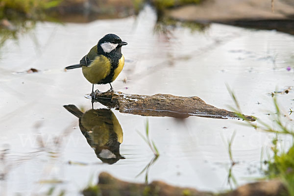 Kohlmeise (Parus major)