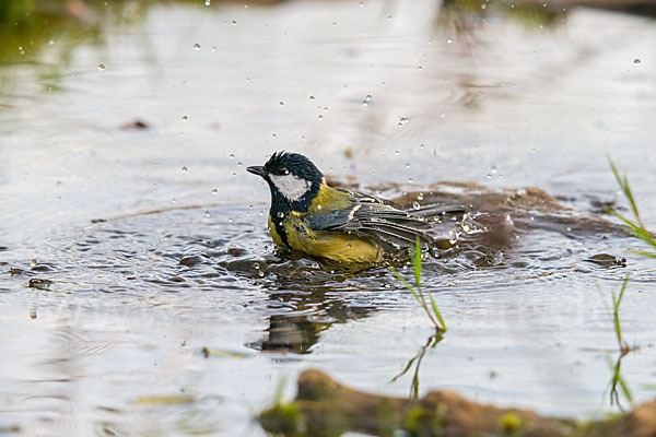 Kohlmeise (Parus major)