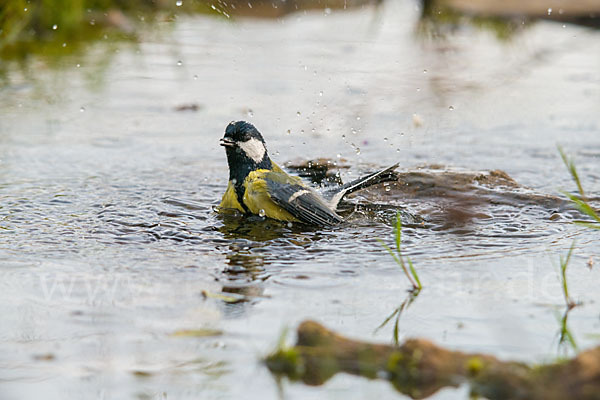 Kohlmeise (Parus major)