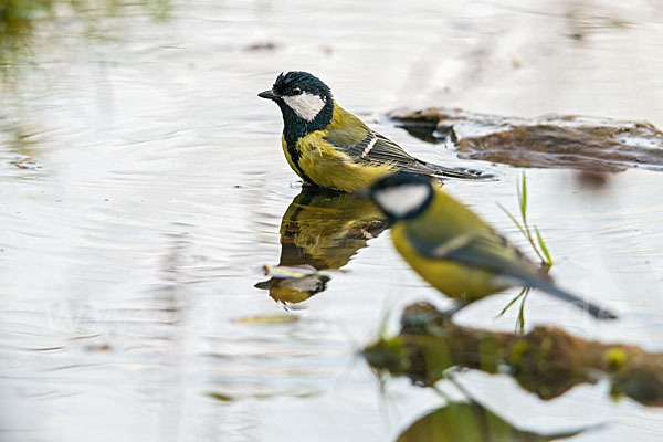 Kohlmeise (Parus major)