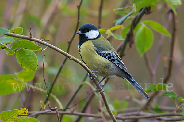 Kohlmeise (Parus major)