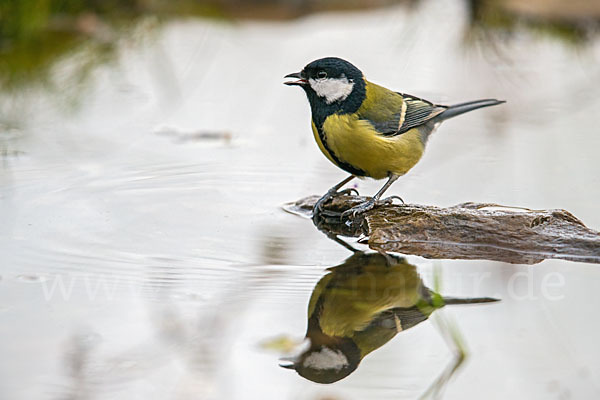 Kohlmeise (Parus major)