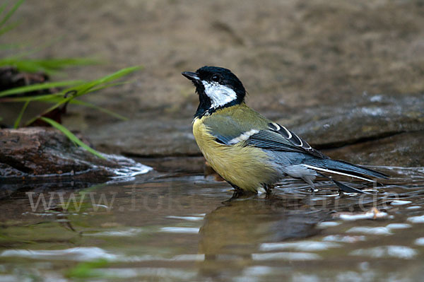 Kohlmeise (Parus major)