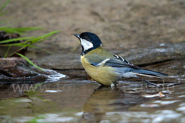 Kohlmeise (Parus major)