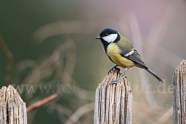 Kohlmeise (Parus major)