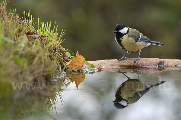 Kohlmeise (Parus major)