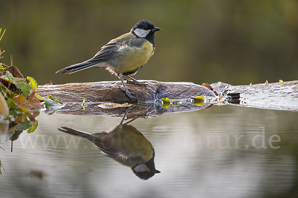 Kohlmeise (Parus major)