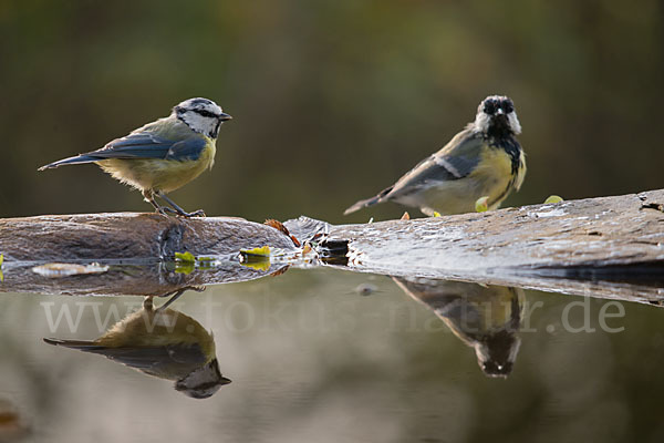 Kohlmeise (Parus major)