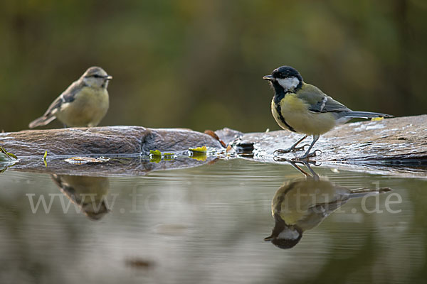 Kohlmeise (Parus major)