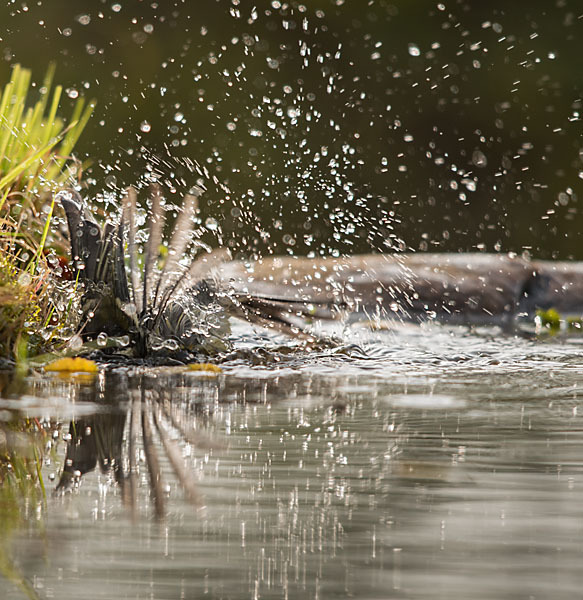 Kohlmeise (Parus major)