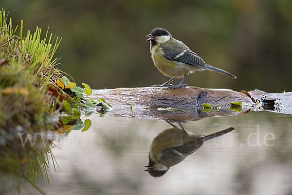 Kohlmeise (Parus major)