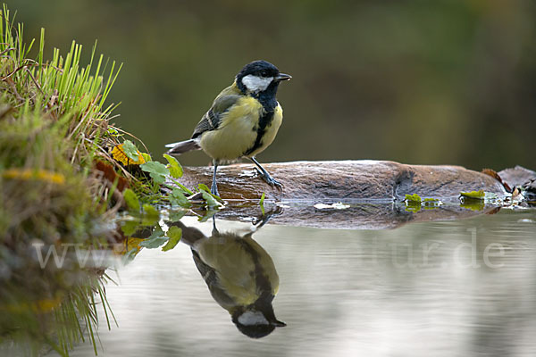 Kohlmeise (Parus major)