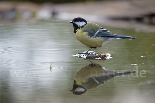 Kohlmeise (Parus major)