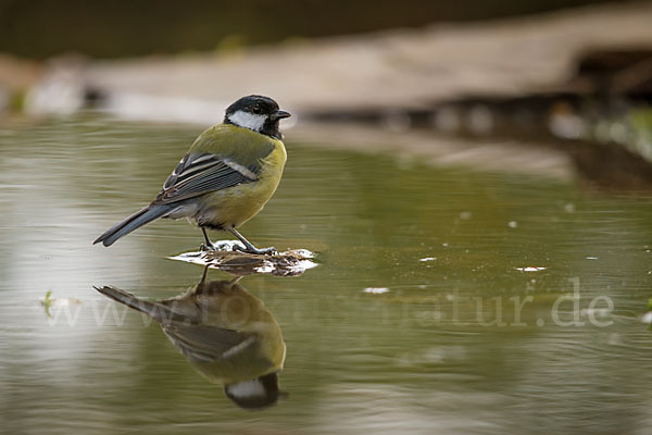 Kohlmeise (Parus major)