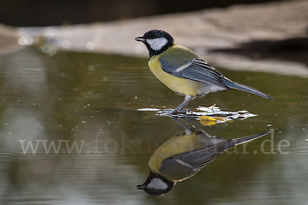 Kohlmeise (Parus major)