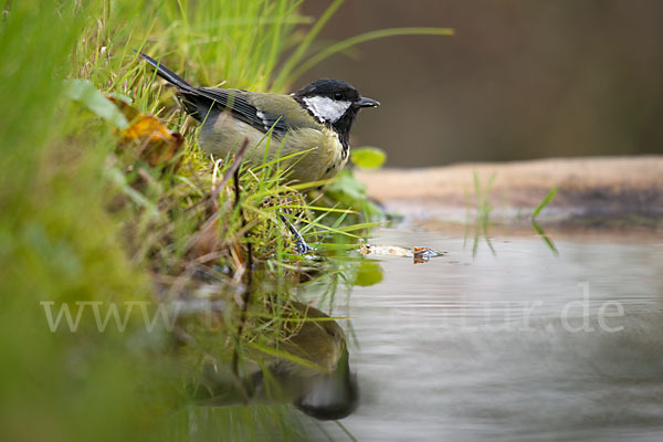 Kohlmeise (Parus major)