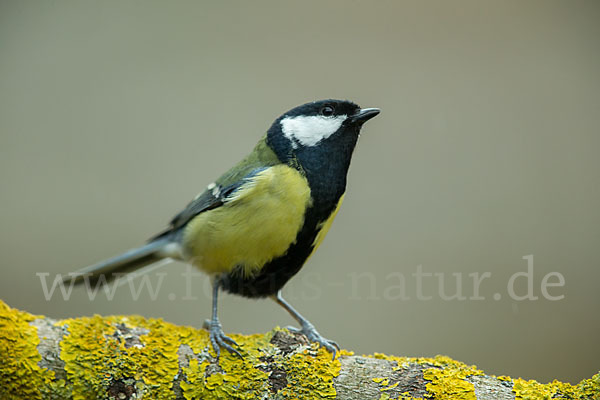 Kohlmeise (Parus major)