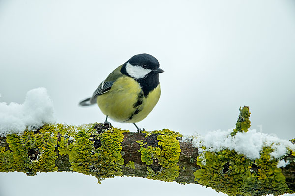 Kohlmeise (Parus major)