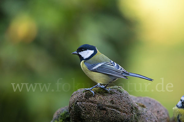 Kohlmeise (Parus major)