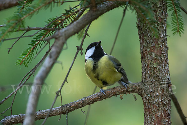 Kohlmeise (Parus major)