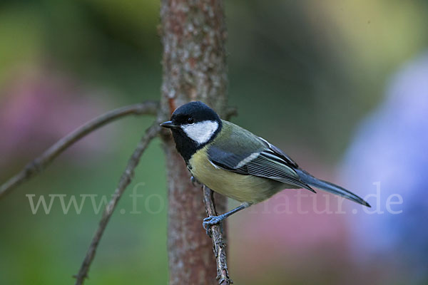 Kohlmeise (Parus major)