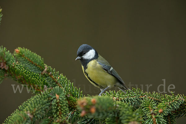 Kohlmeise (Parus major)