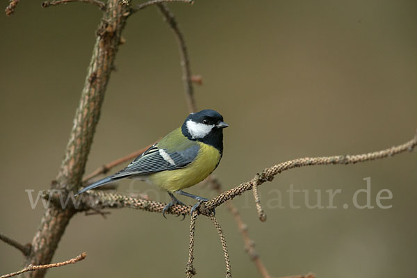 Kohlmeise (Parus major)