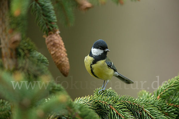 Kohlmeise (Parus major)