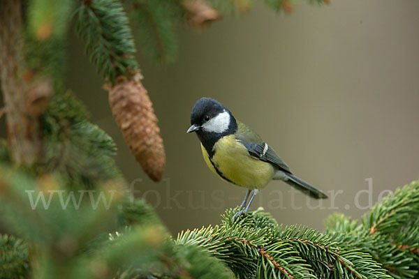 Kohlmeise (Parus major)