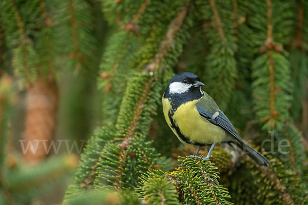 Kohlmeise (Parus major)