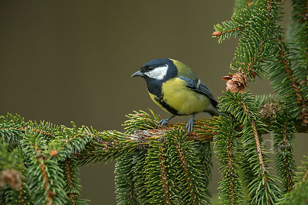 Kohlmeise (Parus major)