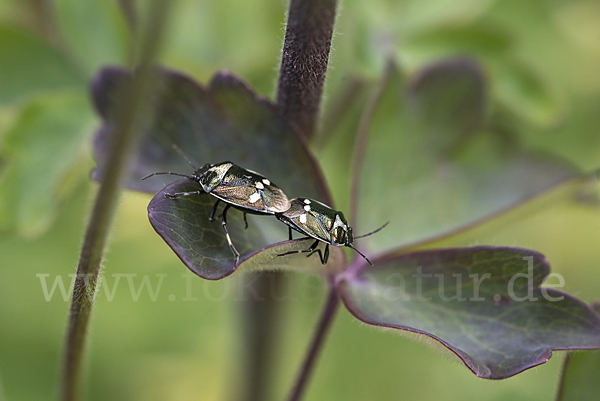 Kohlwanze (Eurydema oleraceum)