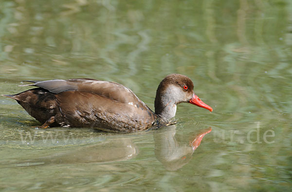 Kolbenente (Netta rufina)