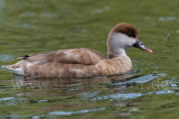 Kolbenente (Netta rufina)