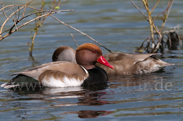 Kolbenente (Netta rufina)