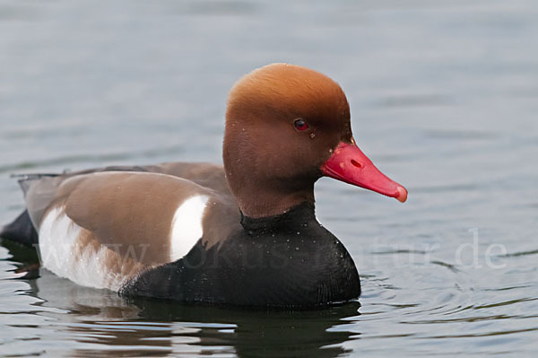 Kolbenente (Netta rufina)