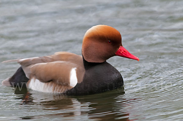 Kolbenente (Netta rufina)