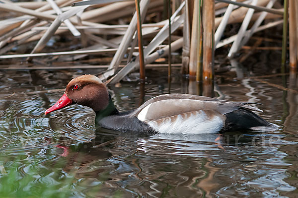 Kolbenente (Netta rufina)