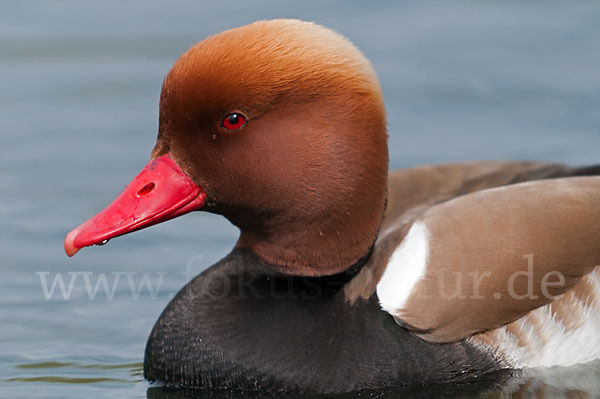 Kolbenente (Netta rufina)