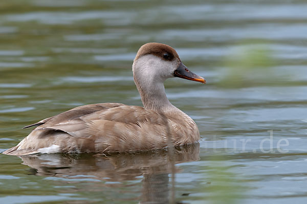 Kolbenente (Netta rufina)