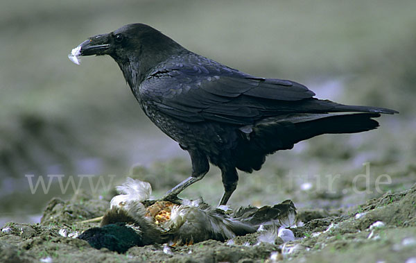 Kolkrabe (Corvus corax)