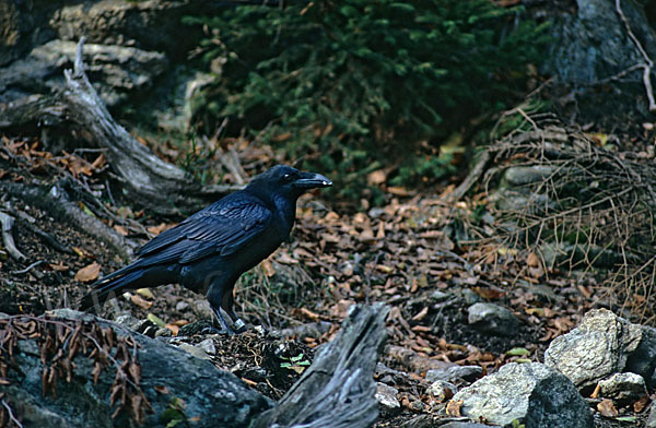 Kolkrabe (Corvus corax)