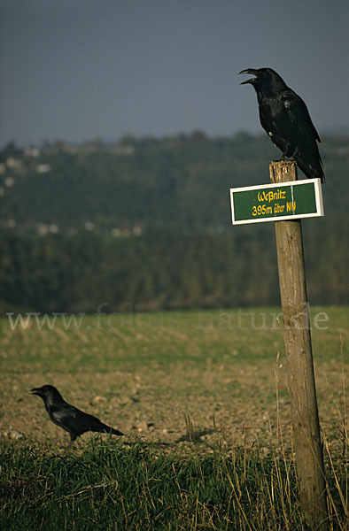 Kolkrabe (Corvus corax)